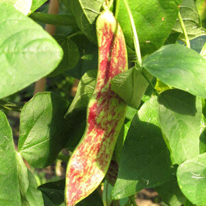 Pole Bean 'Borlotto Lingua Di Fuoco' (Phaseolus vulgaris)