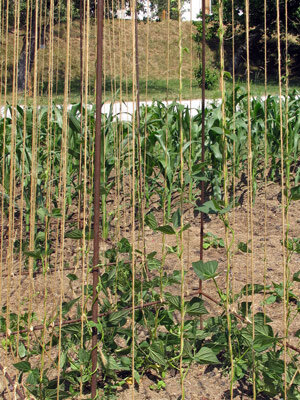 Growing pole beans