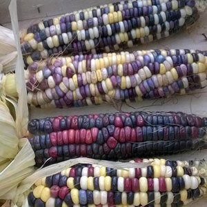 Colourful Sweet Corn Maize 'Rainbow Inka' (Zea mays)