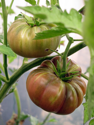 Beefsteak tomatoes