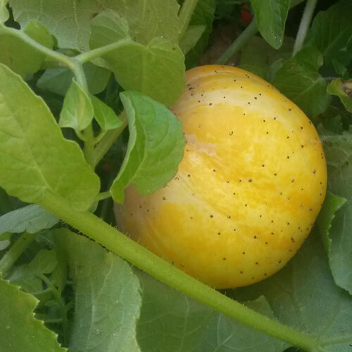 Apple Cucumber (Cucumis sativus)
