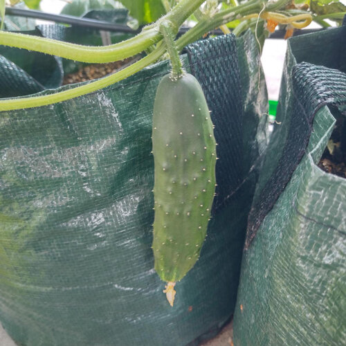 Cucumber 'Marketmore’ (Cucumis sativus) 