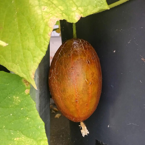 Netted Cucumber 'Brown Russian' (Cucumis sativus) 