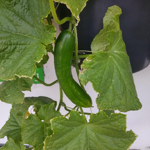 Cucumber 'Tanja' (Cucumis sativus) 