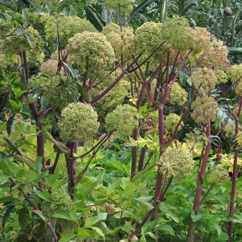 Garden Angelica (Angelica archangelica)