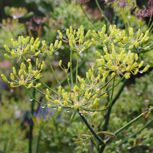 Sweet herb fennel 'Dulce' (Foeniculum vulgare)