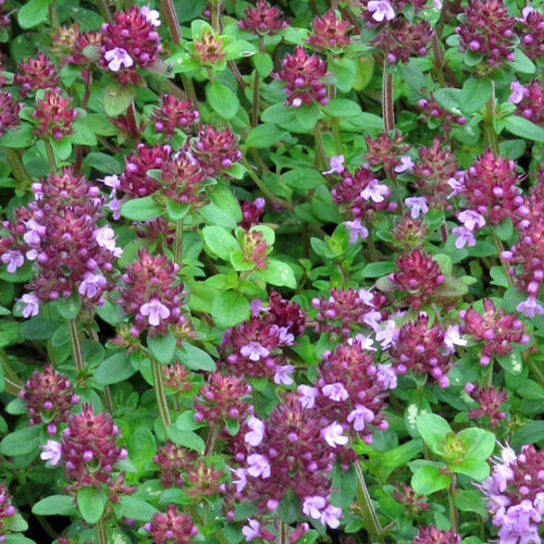 Broad-Leaved Thyme (Thymus pulegioides) 