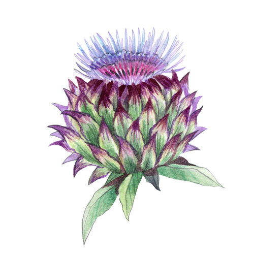 Drawing of a flowering artichoke