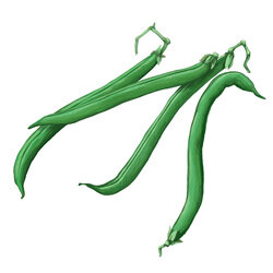 an illustration of beans