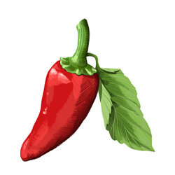 an illustration of an chilli pepper
