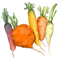 an illustration of different carrots