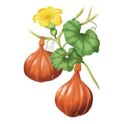 an illustration of an hokkaido pumpkin