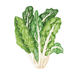 an illustration of chard