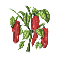 an illustration of sweet peppers