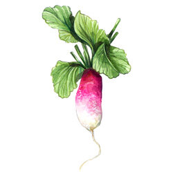 an illustration of radish