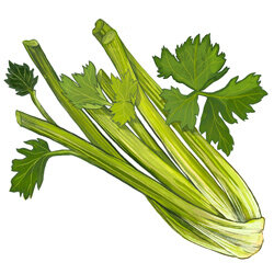 an illustration of celery