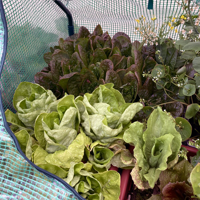 Wintersalate