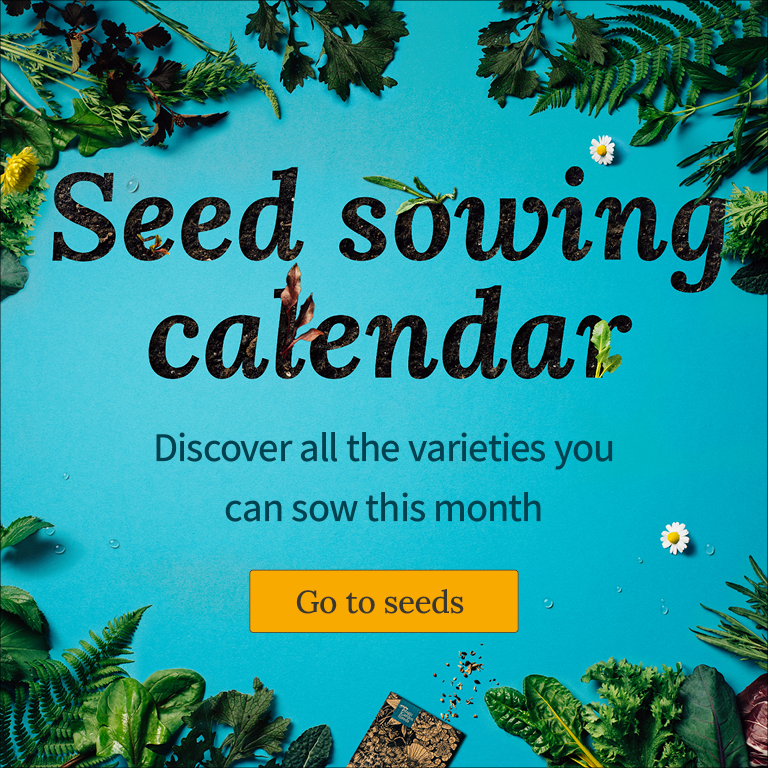 What can be sown directly outdoors in May