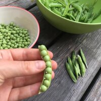 Sugar Pea Frühe Heinrich  (Pisum sativum) organic seeds