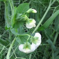 Sugar Pea Frühe Heinrich  (Pisum sativum) organic seeds