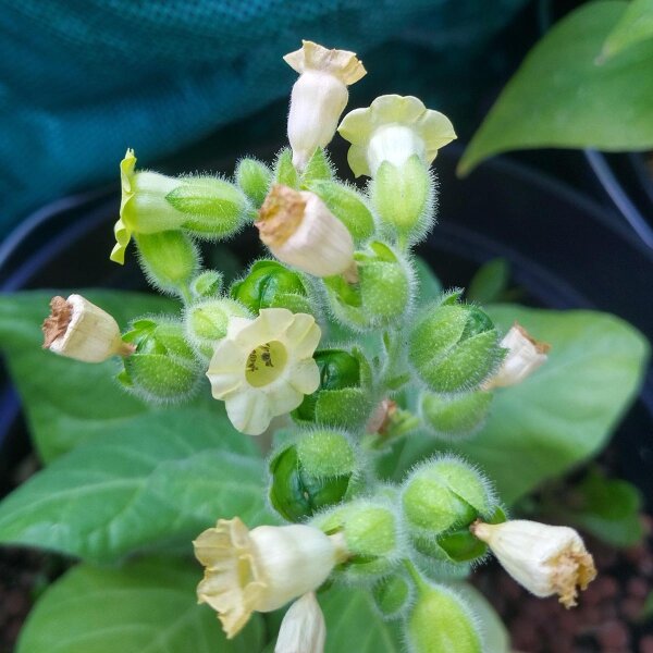 aztec tobacco plant Wild Aztec Tobacco (Nicotiana rustica) organic seeds