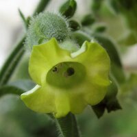 Wild Aztec Tobacco (Nicotiana rustica) organic seeds