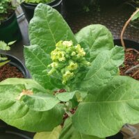 Wild Aztec Tobacco (Nicotiana rustica) organic seeds