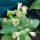 Wild Aztec Tobacco (Nicotiana rustica) organic seeds