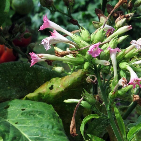 virginia tobacco flower Virginia Tobacco 'Virginia Gold' (Nicotiana tabacum) organic seeds