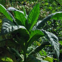 Virginia Tobacco Virginia Gold (Nicotiana tabacum)...