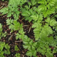 Root Chervil (Chaerophyllum bulbosum) organic seeds