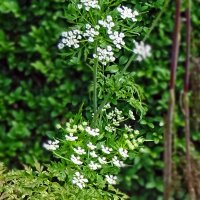 Root Chervil (Chaerophyllum bulbosum) organic seeds