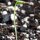 Root Chervil (Chaerophyllum bulbosum) organic seeds