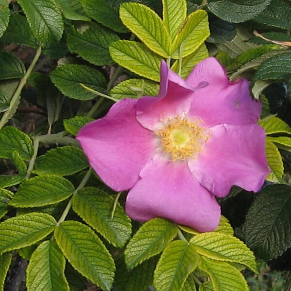 Japanese Rose / Beach Rose (Rosa rugosa) seeds