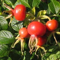 Japanese Rose / Beach Rose (Rosa rugosa) seeds