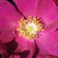Japanese Rose / Beach Rose (Rosa rugosa)