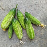 Pickling Cucumber Vorgebirgstrauben (Cucumis sativus)...