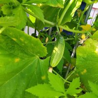 Pickling Cucumber Vorgebirgstrauben (Cucumis sativus) organic seeds