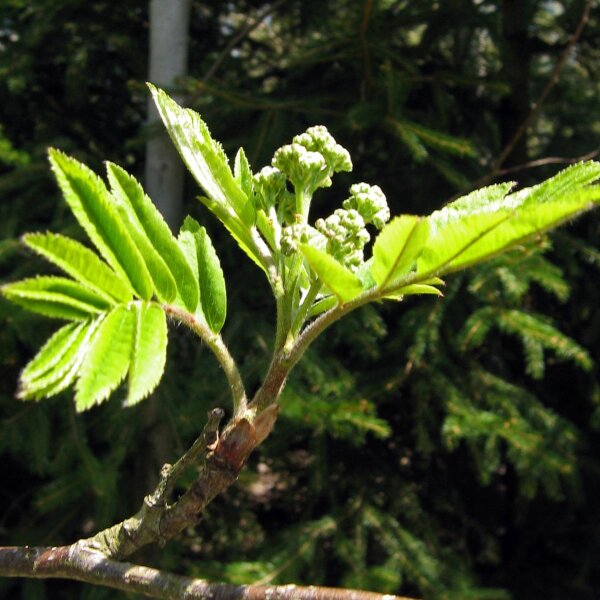 wild strawberry seed Wild Strawberries (Love & Luck)