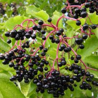 Black Elderberry (Sambucus nigra) seeds