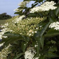 Black Elderberry (Sambucus nigra) seeds