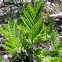 Black Elderberry (Sambucus nigra) seeds