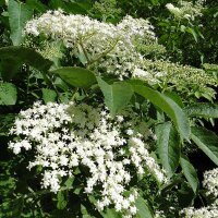 Black Elderberry (Sambucus nigra) seeds