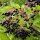 Black Elderberry (Sambucus nigra) seeds