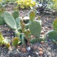 Eastern Prickly Pear (Opuntia humifusa) seeds