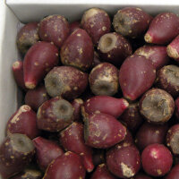 Eastern Prickly Pear (Opuntia humifusa) seeds