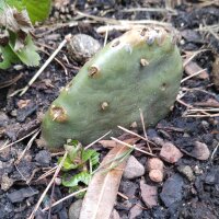 Eastern Prickly Pear (Opuntia humifusa) seeds