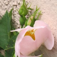 Dog Rose (Rosa canina) seeds