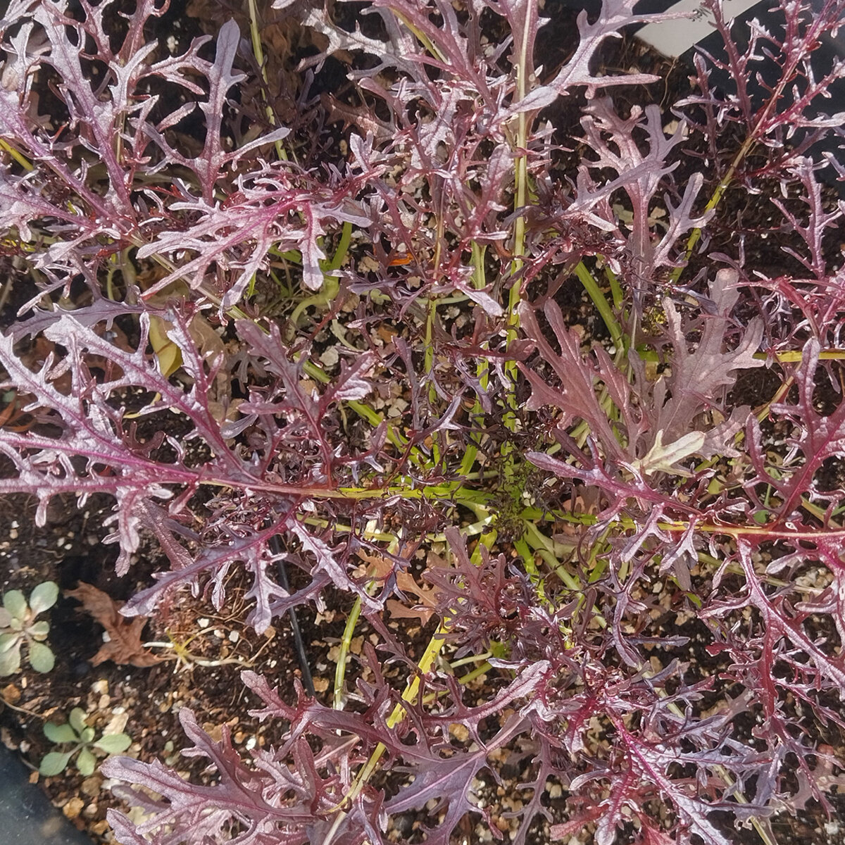 Leaf Mustard 'Rouge Metis' (Brassica juncea) organic seeds
