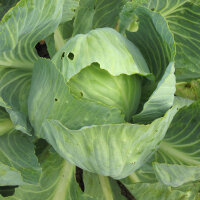 White Cabbage Wädenswiler (Brassica oleracea)...